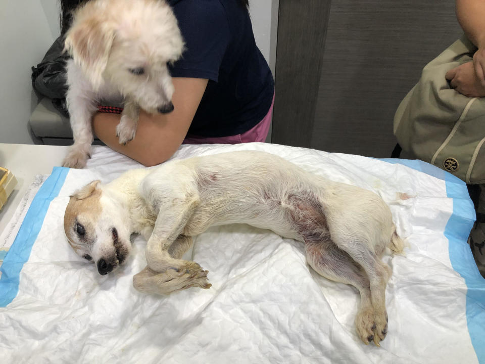 A 14-year-old Jack Russell Terrier died after a stay in Platinium Dogs Club boarding facility. (<span>PHOTO: Joanne Png</span>)
