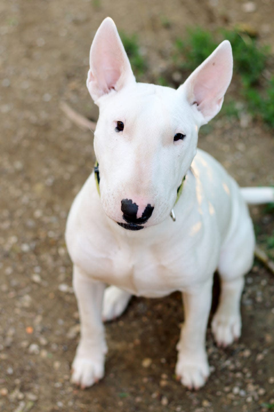 Bull Terrier