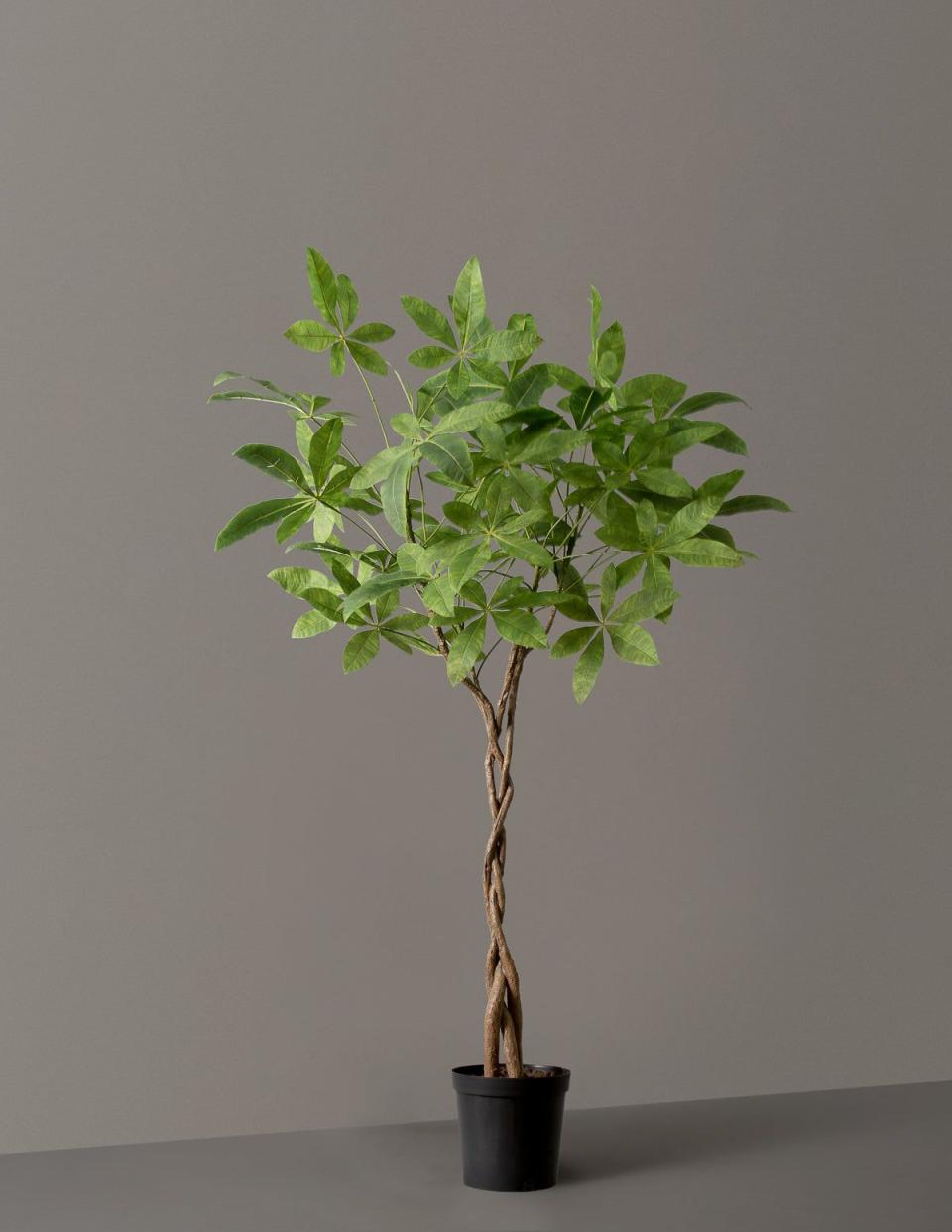 <p><a href="https://go.redirectingat.com?id=74968X1596630&url=https%3A%2F%2Fwww.thesill.com%2Fproducts%2Ffaux-braided-money-tree&sref=https%3A%2F%2Fwww.harpersbazaar.com%2Ffashion%2Ftrends%2Fg45013229%2Fbest-home-decor-gifts%2F" rel="nofollow noopener" target="_blank" data-ylk="slk:Shop Now;elm:context_link;itc:0;sec:content-canvas" class="link ">Shop Now</a></p><p>Faux Braided Money Tree</p><p>thesill.com</p><p>$325.00</p>