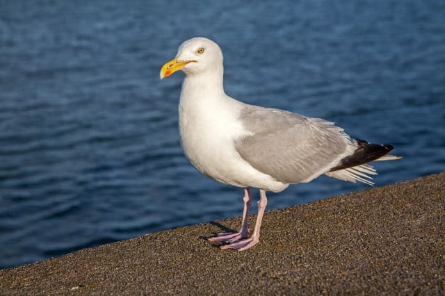 Close up of Herring gull, Larus argentatus, standing on wall with sea behind, paignton, Devon