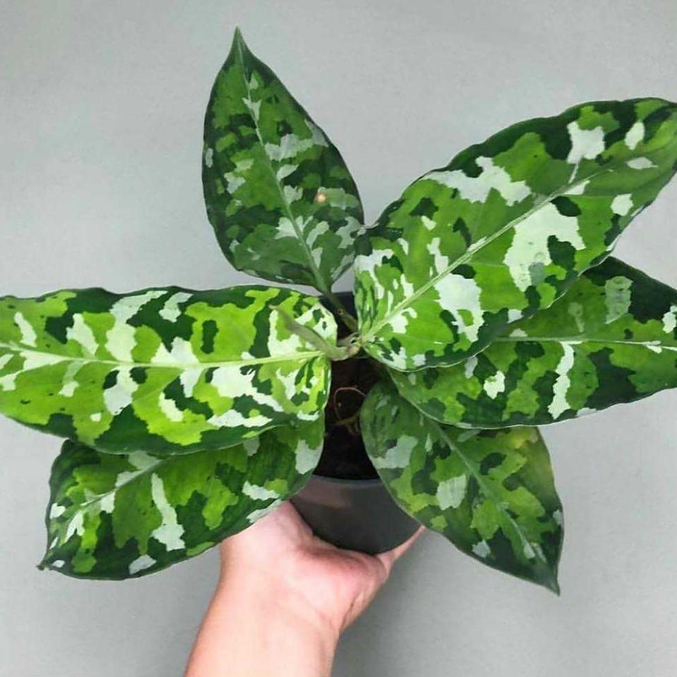 吃土也要買！16棵觀葉植物夢幻逸品