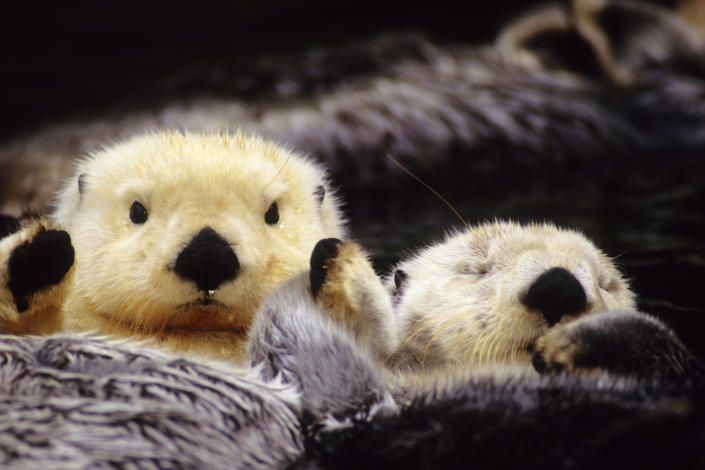 Sea Otter, AK