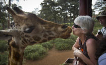 FILE - A giraffe eats a food pellet from the mouth of a foreign visitor at the Giraffe Centre, in the Karen neighborhood of Nairobi, Kenya on Sept. 30, 2013. The ballooning debt in East Africa's economic hub of Kenya is expected to grow even more after deadly protests forced the rejection of a finance bill that President William Ruto said was needed to raise revenue. (AP Photo/Ben Curtis, File)