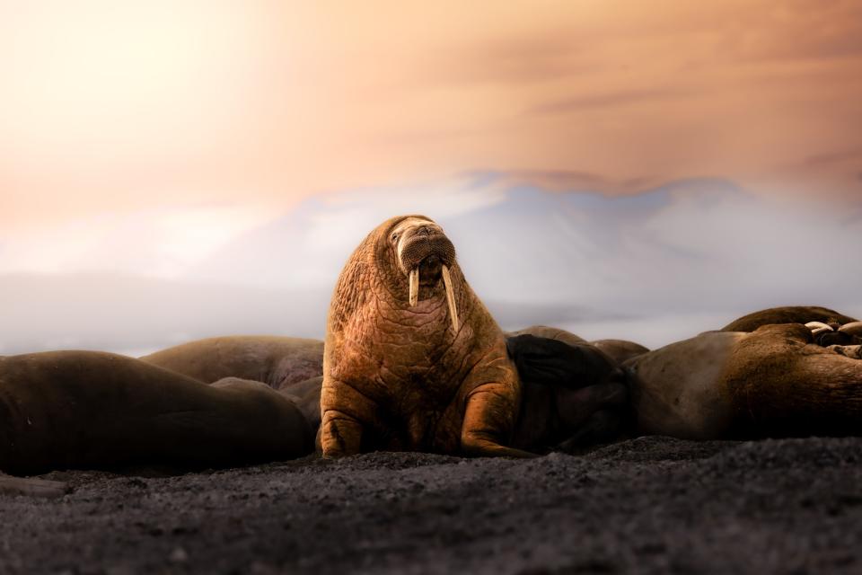 A group of walruses are resting on a beach, surrounded by snow-capped mountains.