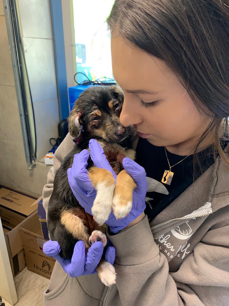 Puppy Found Covered in Chemical Burns and Dumped in Trash