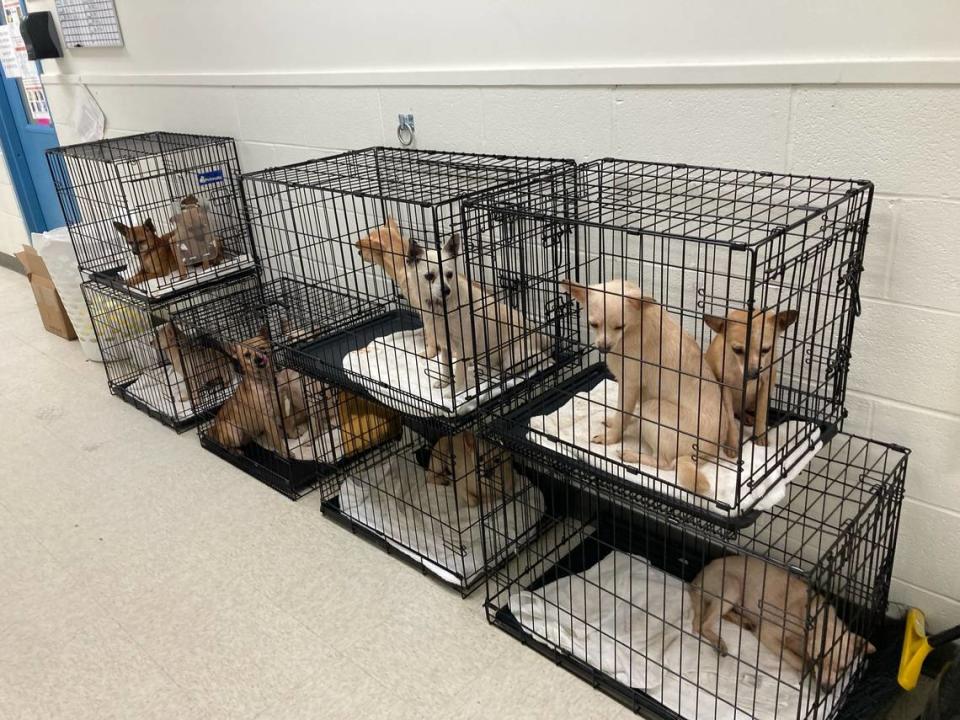 Eleven chihuahuas were seized by the Humane Society of South Mississippi on Friday, March 11, 2022, after two dog raids in two weeks.