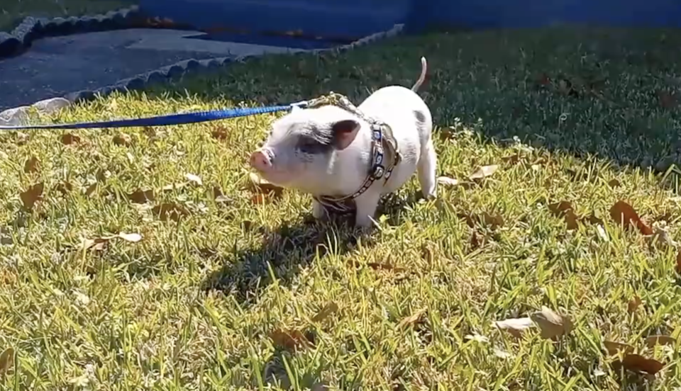 At a Mardi Gras celebration in New Orleans, three men tossed around what looked like a football. Turns out, it was a baby pig, according to a bystander. He was rescued, named Piglet, and now has a new home. / Credit: Humane Society of Louisiana