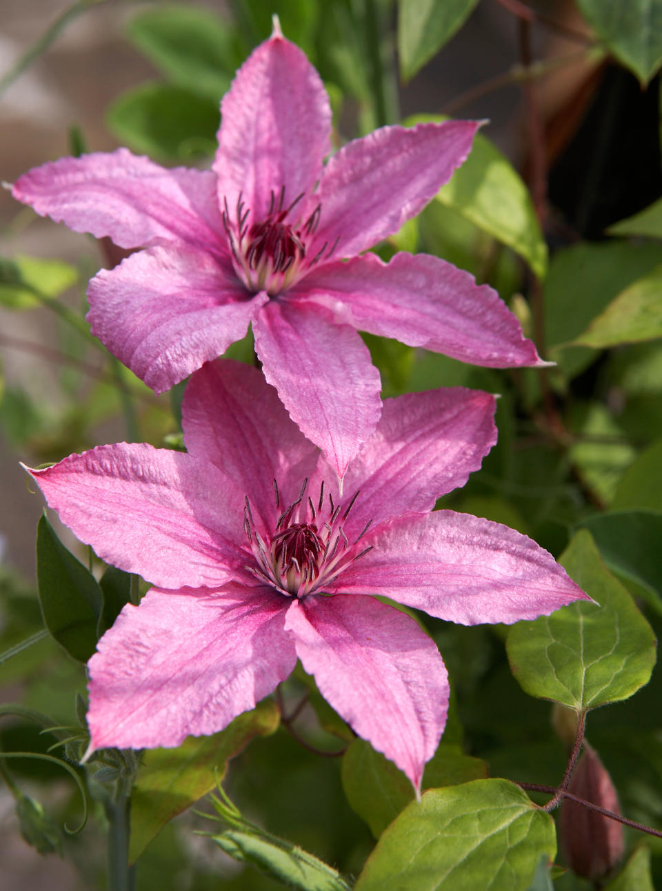 CLEMATIS