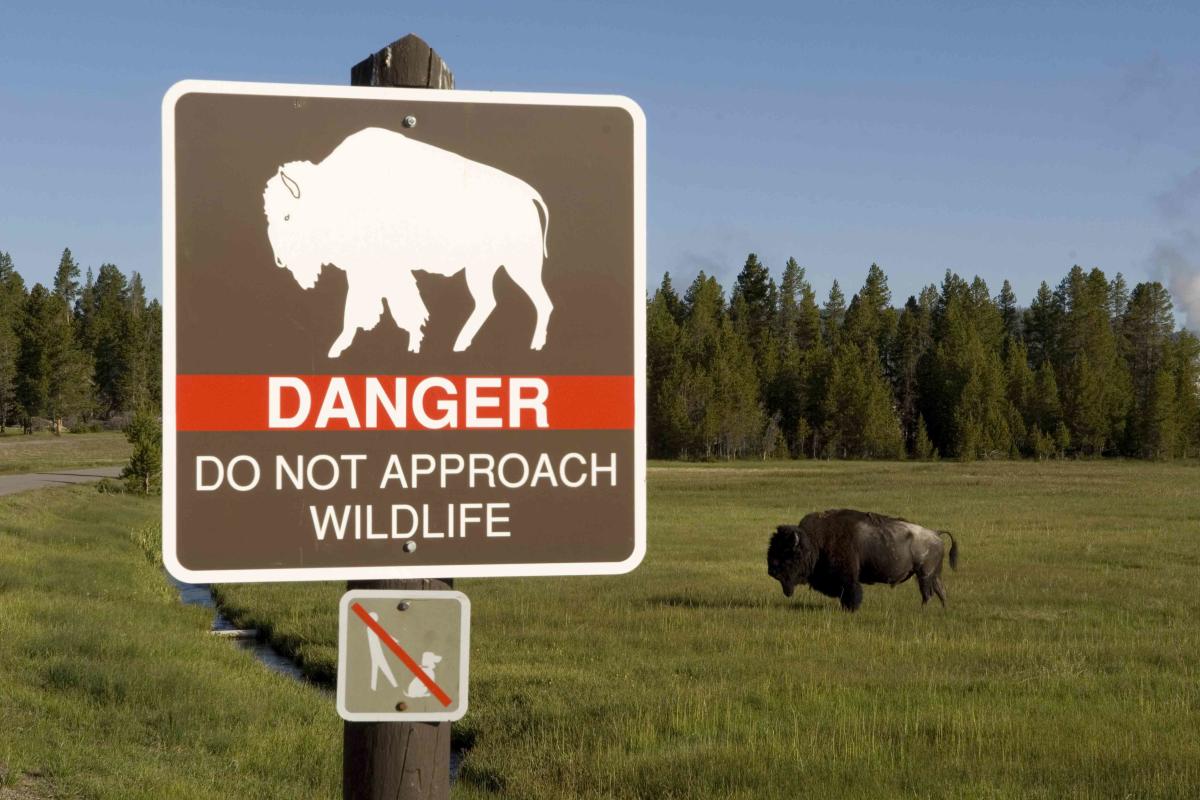 Yellowstone National Park Issues Warning Against Getting Too Close to Wildlife  Following Several Recent Incidents
