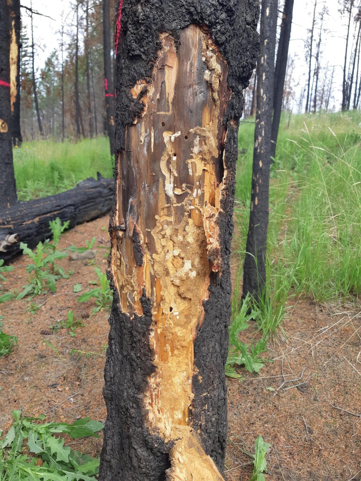Wood borers leave larvae tunnels and holes that they burrow in. Pictured is a Douglas fir tree, with the bark peeled back to reveal this damage.  (Kate Kitchens/UBC Forest Insect Disturbance Ecology Lab - image credit)