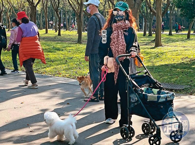 趁著天氣好，蔡依林全身包緊緊到大安森林公園遛狗。