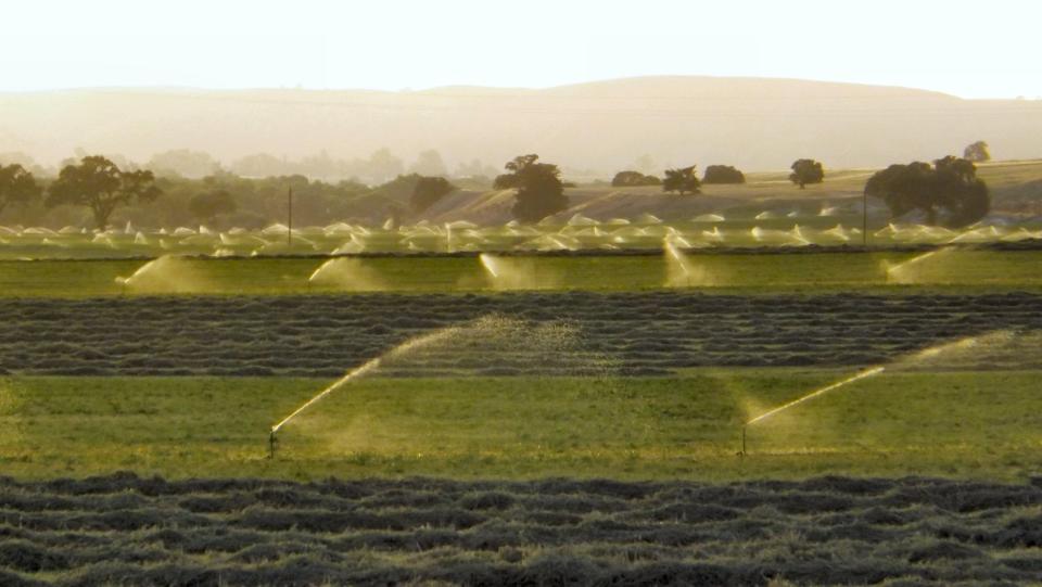 Un campo de alfalfa en California. (Flickr / <a href="https://www.flickr.com/photos/discover-central-california/7816890176/in/photolist-cUKB7y-9qpYPu-reJRPK-9k3nQY-23t1U1B-7MowTi-aCFWHf-p8ap8-5pdtPa-oxhed-9YgX9p-29udVG-7yv6WJ-6qRMUN-p6szN2-HenXGM-4CRPJ4-wTc5D-9h4Tdz-72DbFU-6q5nsX-8D1XgT-CKQob-Je3RK-2bsVFN-7AkqVX-2eNnLP-24K9NNv-enMQ8F-28YFF8M-GFWVUU-Xps8hf-XiPCAp-7z3Ltm-6AUcEM-reJV4a-9UhVEc-5xwQEw-5EWcoi-cxLg8m-6y5Fec-7i7W3K-9h81Qo-qd1YWn-7XFXTc-8epus9-uRvVdT-KMGf6-28SJAno-3HCp5k" rel="nofollow noopener" target="_blank" data-ylk="slk:Ken Figlioli;elm:context_link;itc:0;sec:content-canvas" class="link ">Ken Figlioli</a> – Creative Commons <a href="https://creativecommons.org/licenses/by-sa/2.0/" rel="nofollow noopener" target="_blank" data-ylk="slk:CC BY-SA 2.0;elm:context_link;itc:0;sec:content-canvas" class="link ">CC BY-SA 2.0</a>)