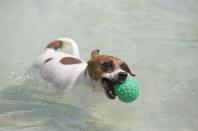 <p>Dog “Bacana” retrieves a ball during the Dog Olympic Games in Rio de Janeiro, Brazil, Sunday, Sept. 18, 2016. Owner of the dog park and organizer of the animal event Marco Antonio Toto says his goal is to socialize humans and their pets while celebrating sports. (AP Photo/Silvia Izquierdo) </p>