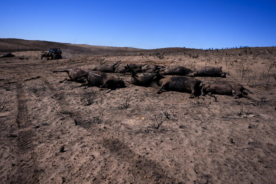 Ganaderos retiran cabezas de ganado que murieron a causa de un incendio forestal, el viernes 1 de marzo de 2024, en Skellytown, Texas. (AP Foto/Julio Cortez)