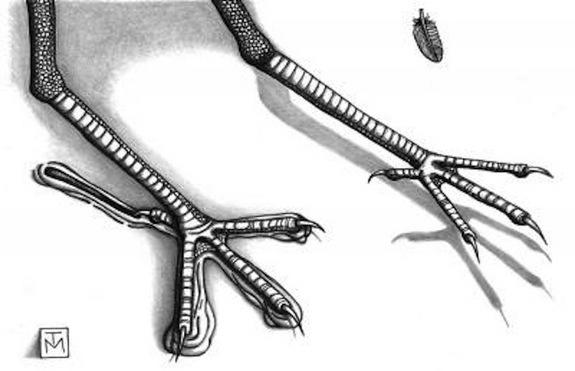 This illustration shows how the landing track was probably made as a bird set down on the moist sand of a riverbank after flying.