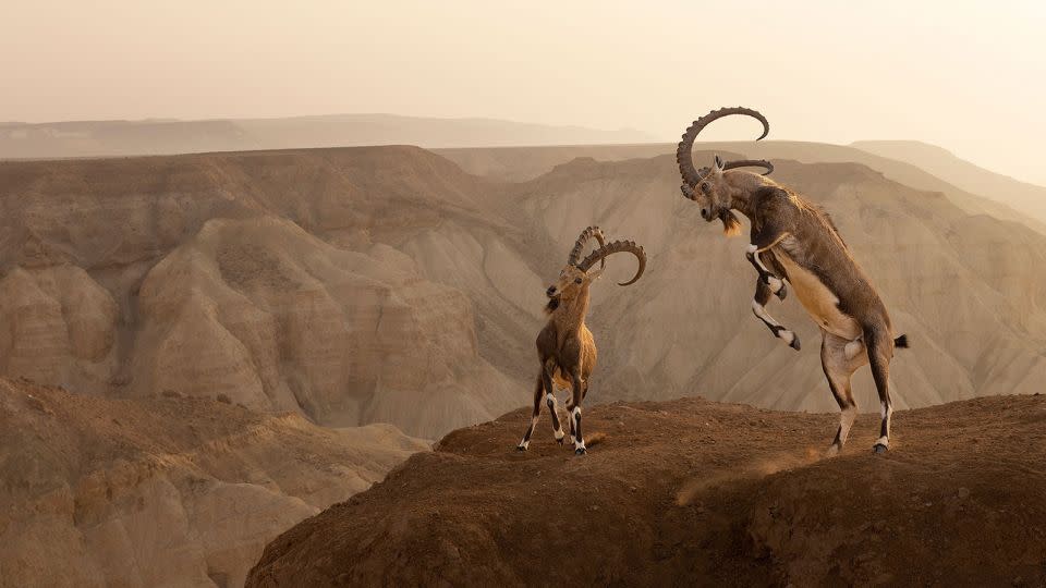 A photograph of two male Nubian ibexes fighting one another with their impressive horns landed photographer Amit Eshel first place in the “Wildscape & Animals in Their Habitat” category. - Amit Eshel/Courtesy Nature InFocus Photography Awards