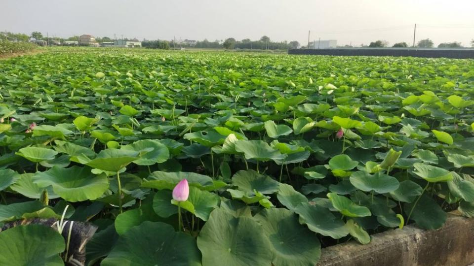 白河蓮花受到愛蓮者喜愛，今年蓮花季即將開幕。（記者陳佳伶攝）