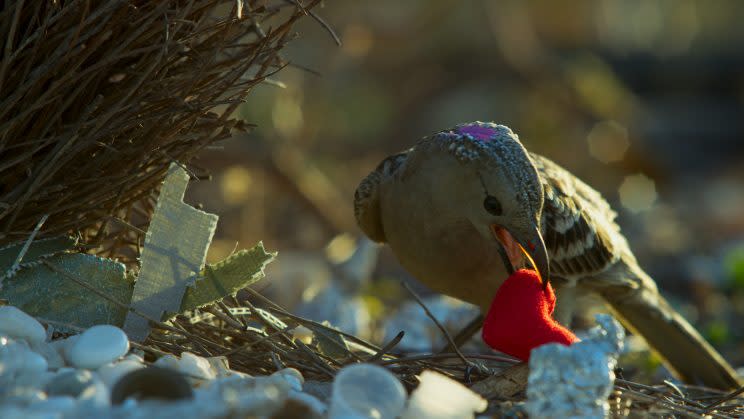 In Australia, a great bowerbird attempts to impress a potential mate by showing off his most prized object