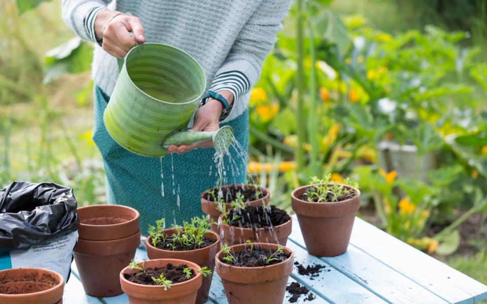 Plants in containers are most in need of a good watering during the summer - Johner RF