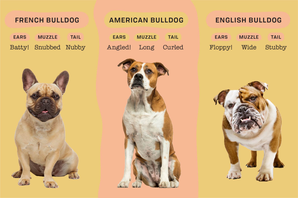 bulldog infographic comparing french bulldog, american bulldog and english bulldog physical traits