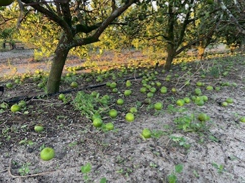 Fruit blown off orange trees in the heart of Florida's citrus growing region.