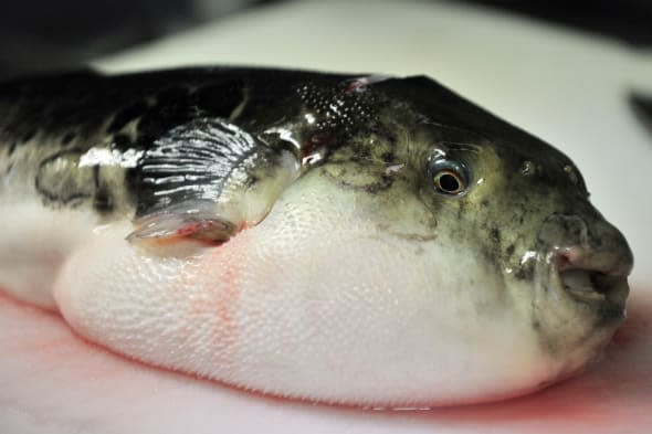 pufferfish washes up on Dorset beach