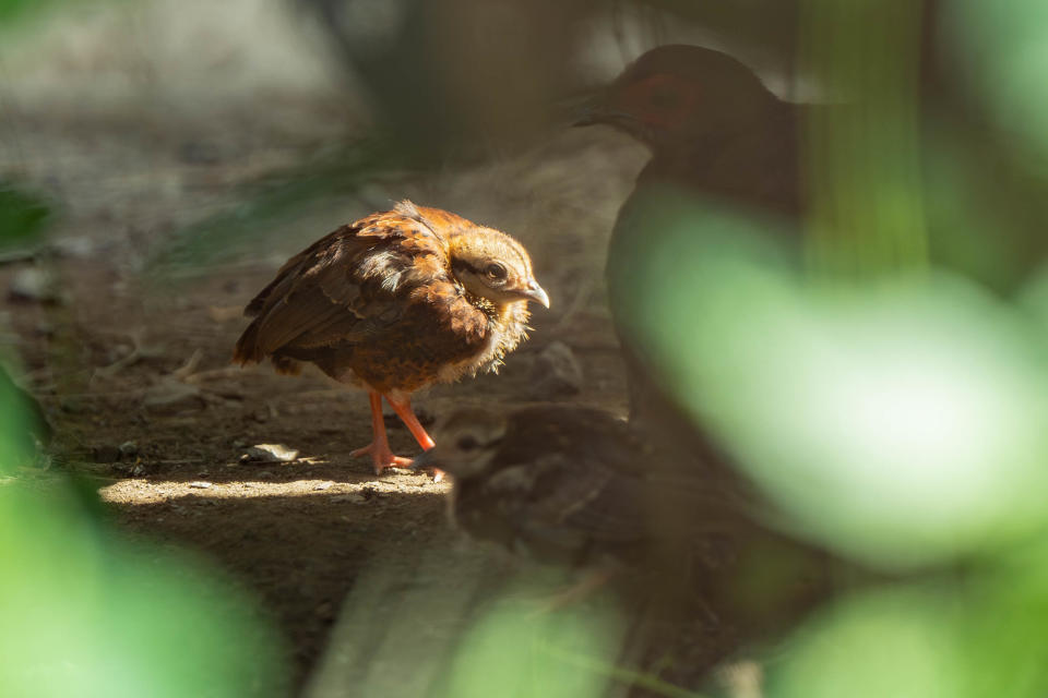 動物園提醒遊客要降低音量和放慢動作，才有機會看到可愛的雛鳥