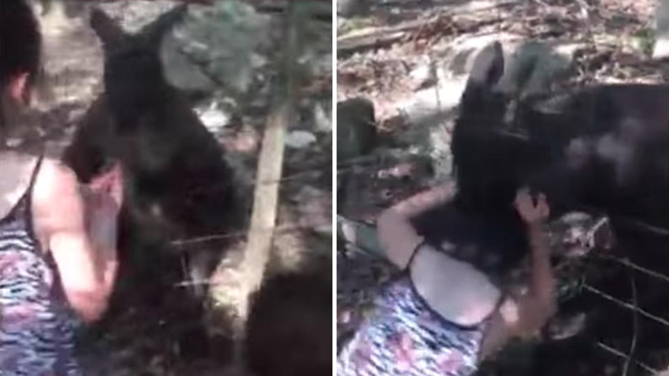 The little girl can be seen approaching the kangaroo at the Alabama zoo when she was suddenly dragged towards the fence. Source: Jennifer White