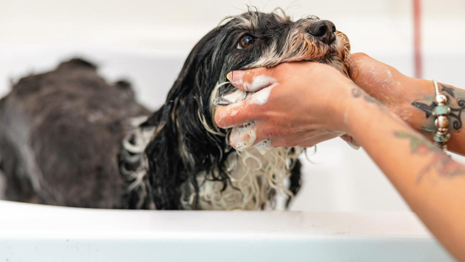 Dog having a bath