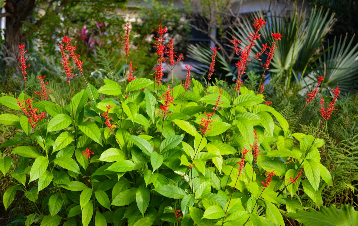 Firespike is a good fall-flowering perennial to plant in a partially shaded area of your landscape.