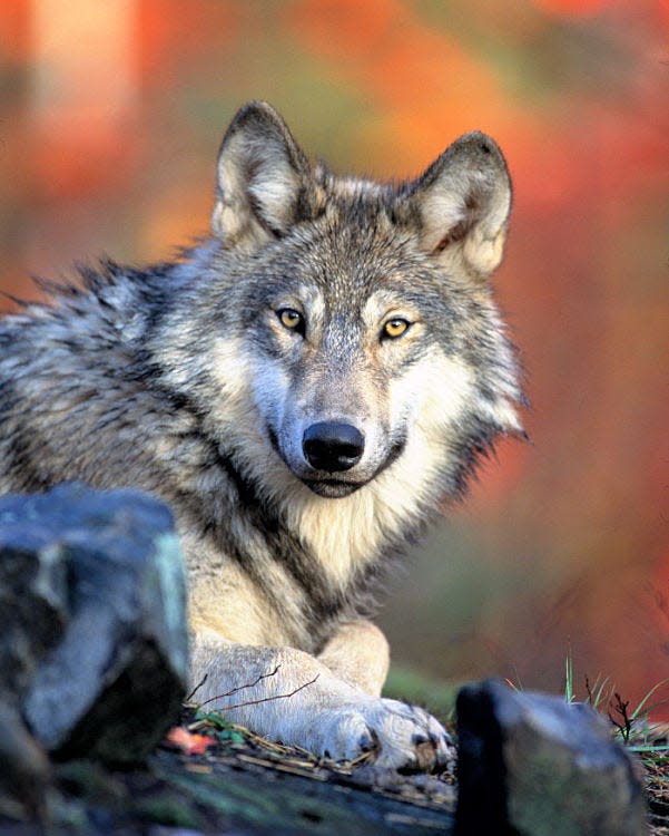 Gray wolf