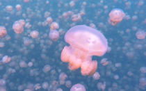 <p>Thousands of jellyfish will join you on a plunge in Palau’s saltwater <a rel="nofollow noopener" href="http://www.travelandleisure.com/articles/video-palau-jellyfish-lake" target="_blank" data-ylk="slk:Jellyfish Lake;elm:context_link;itc:0;sec:content-canvas" class="link ">Jellyfish Lake</a>. These tiny, golden cnidarians, which were likely trapped in the series of saltwater lakes after the Ice Age, once numbered as many as eight million. Today, visitors are only permitted to snorkel across the lake (it’s extremely sulfuric at the bottom), and patient swimmers can follow the jellyfish as they trace the sun back and forth across the lake. Don’t fear these little jellies; their stingers are basically imperceptible to humans.</p>