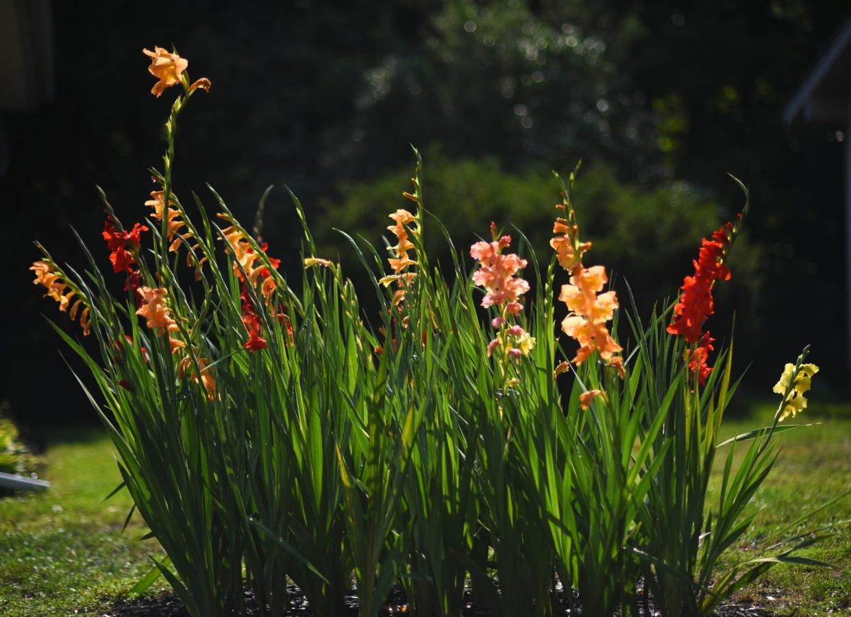 Bright gladioli catch the afternoon sun.