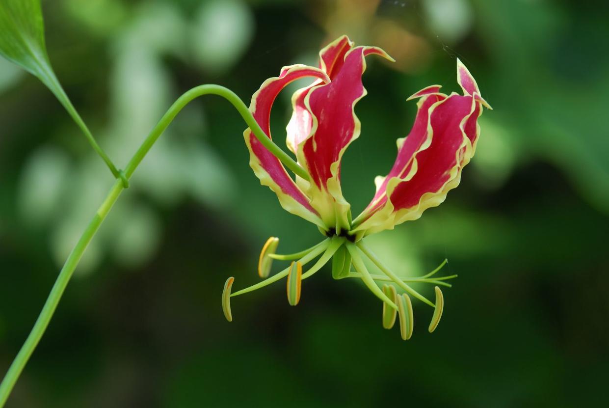 gloriosa superba flame lily in full blossom