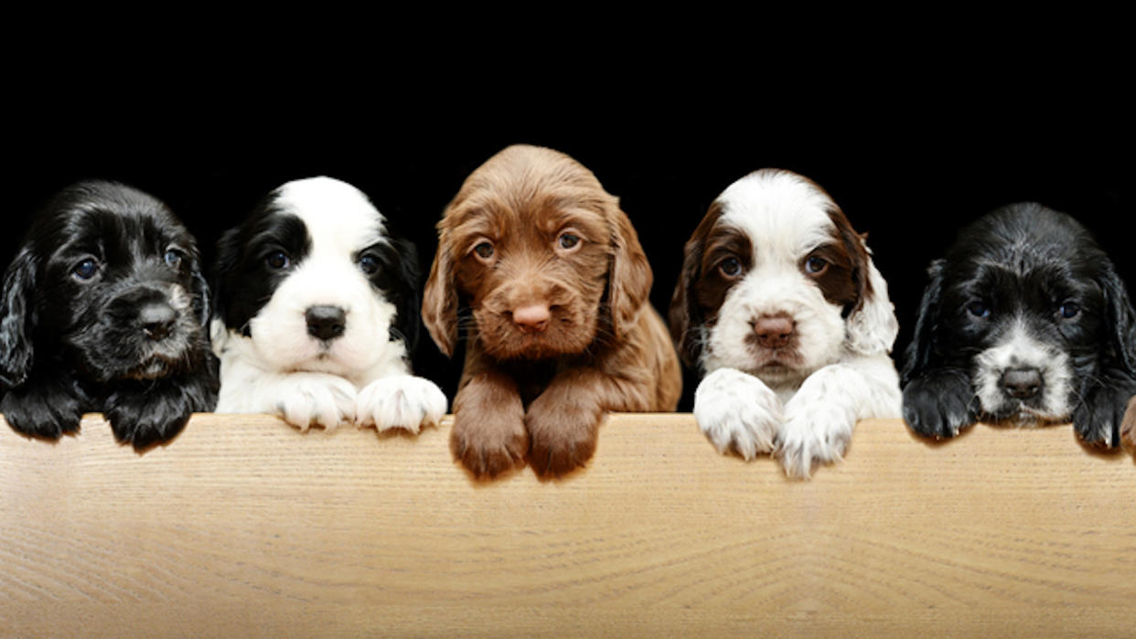  Line of sprocker puppies. 