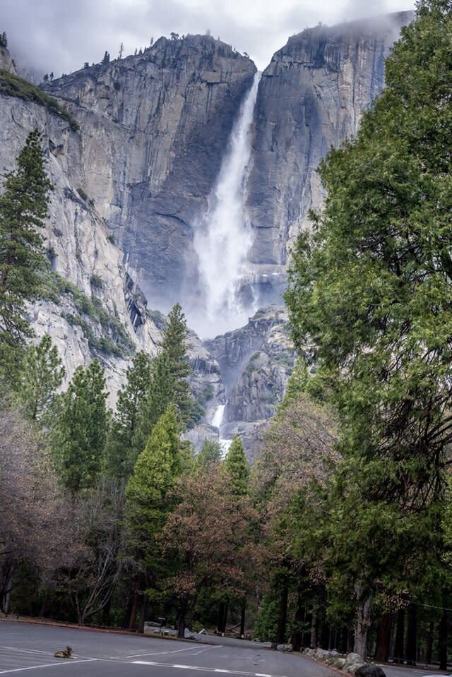 Coyote at Yosemite Falls (Photo: National Park Service)