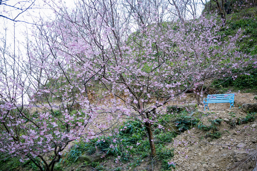 三峽大熊櫻花林