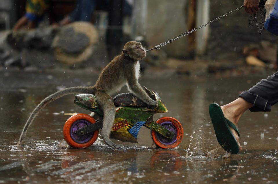 Street performer drags monkey riding toy motorcycle as it rains in Jakarta