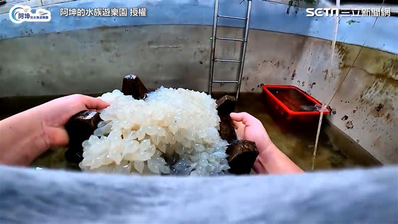 （圖／阿坤的水族遊樂園 授權）