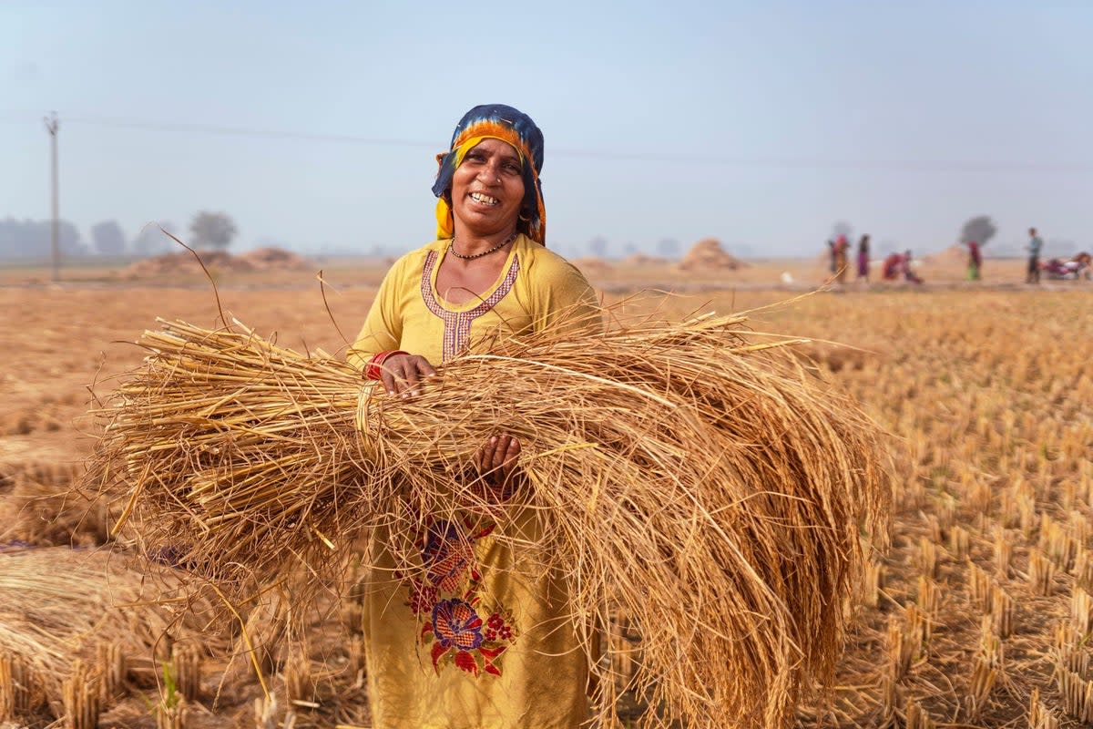 A rice farmer in Haryana, India (Nice Rice)