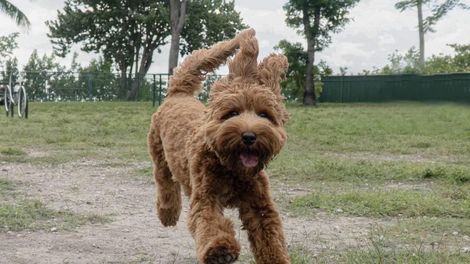 golden doodle having fun