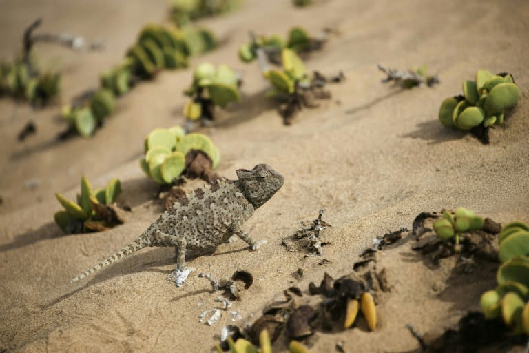 The former chief-of-staff of Iran's armed forces has alleged Western spies used reptile desert species like chameleons to spy on the country's nuclear programme