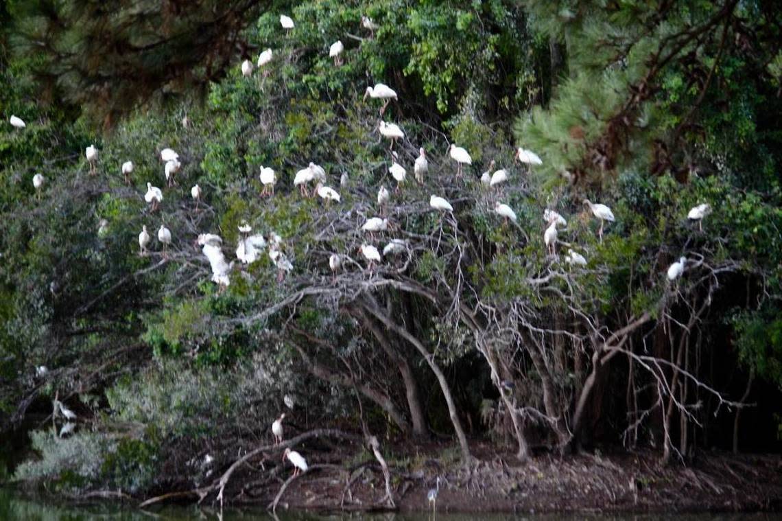 White ibises roost nightly around the lagoon at Lawton Stables.