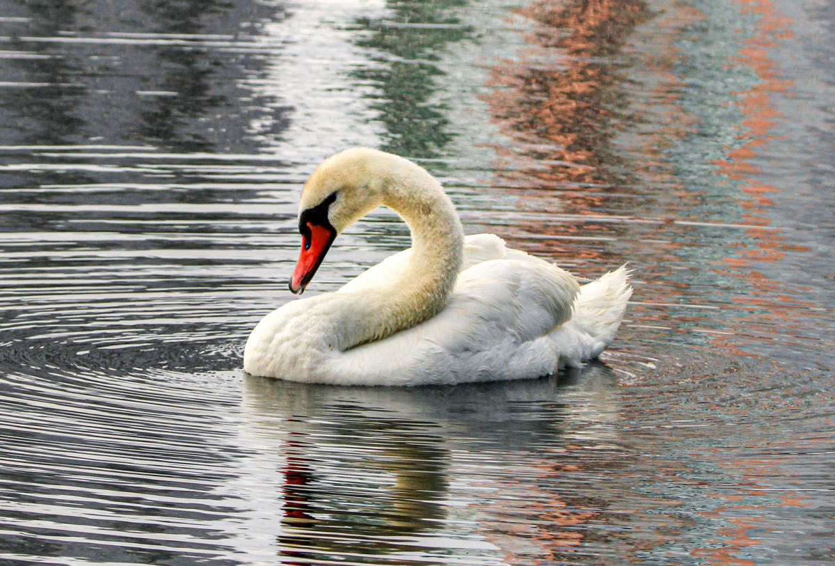 Avian Influenza Outbreak Threatens Swan Population at Lake Eola: City Takes Precautions