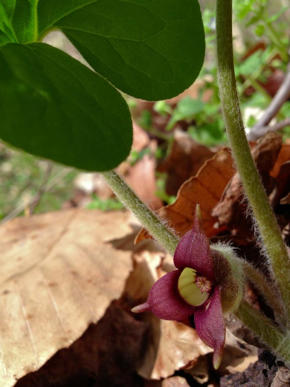 Fragrant purplish-brown flowers bloom before the leaves are fully formed on asarum canadense, also referred to as wild ginger.