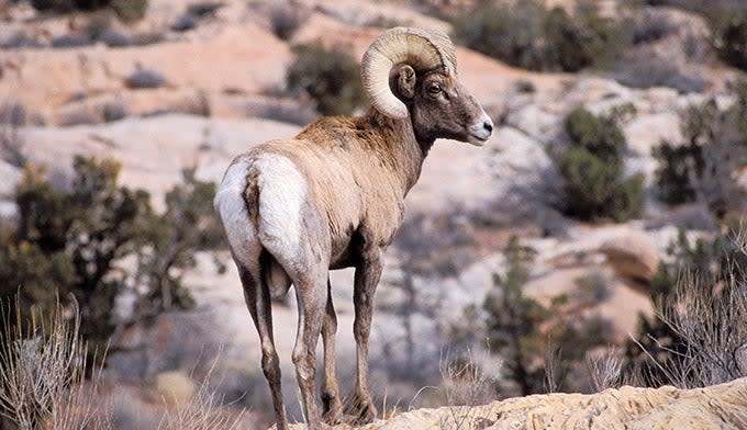 Bighorn sheep in Arches National Park in Utah.