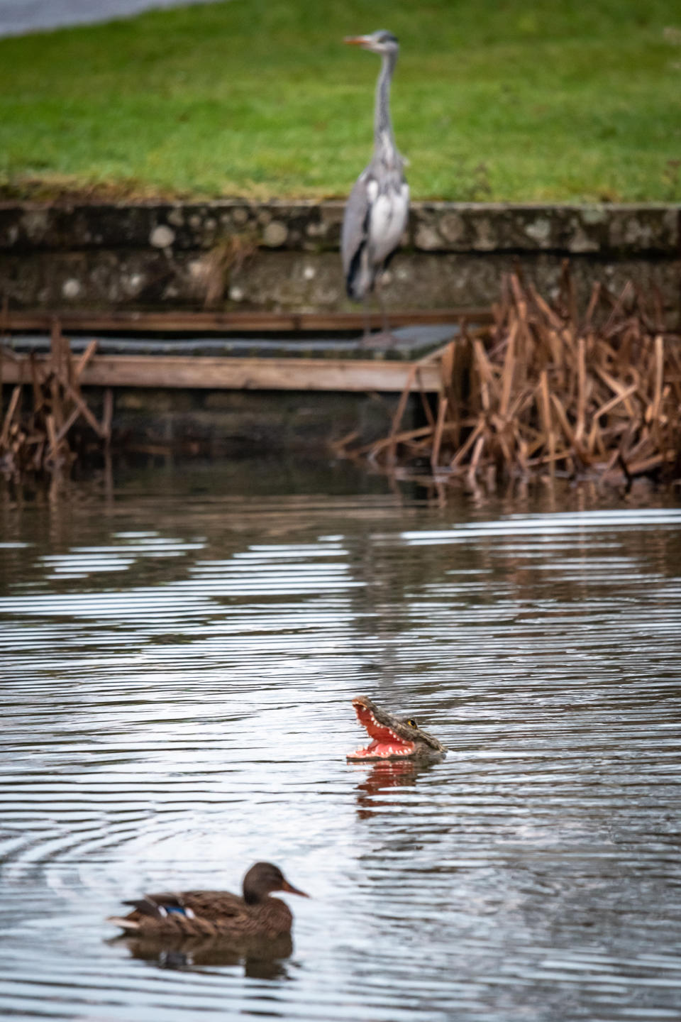 A village has been left bemused over rogue wildlife in the local pond following the mysterious appearance of an alligator. The miniature 'predator' has been floating in the water in Barton, Cambs., since just before Christmas, with its jaws gaping wide and its 'fierce' pointy teeth bared. But the tiny alligator certainly hasn't fazed the other wildlife that frequents the pond - and has become the talking point of the residents of Barton, which has a population of just 850 people.