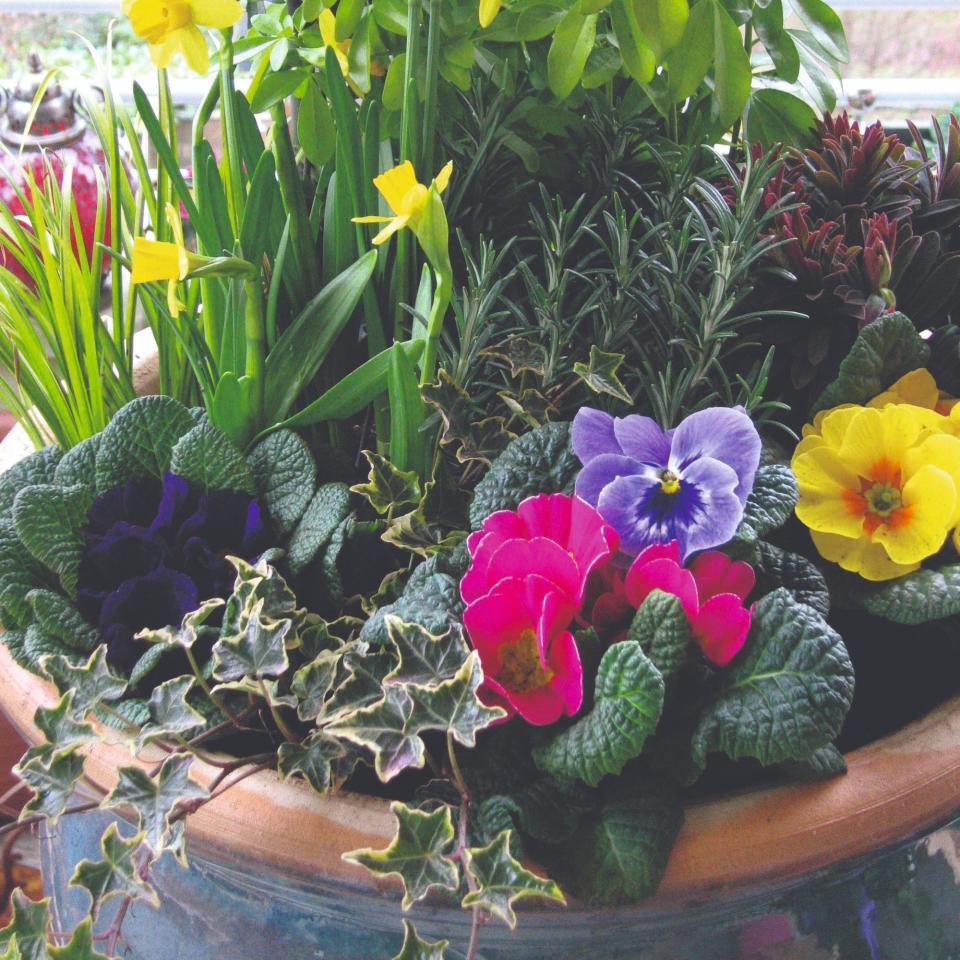 Mixed potted plants including pansies and daffodils