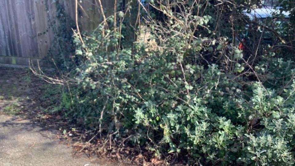 A bush by the woman's house