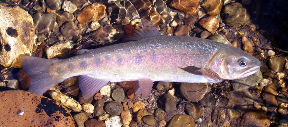This undated photo provided by the California Department of Fish and Wildlife shows a Paiute cutthroat trout. For the first time in nearly a century, the California trout species will swim in a mountain creek that is its native habitat, marking a major milestone that conservationists hope will lead to a thriving population and removal of its threatened status. About 30 Paiute cutthroat trout will be plucked Wednesday, Sept. 18, 2019 from Coyote Valley Creek and hauled in cans strapped to pack mules about two miles (3.2 kilometers) to be dumped back into a stretch Silver King Creek in Alpine County's Long Valley, where the shimmering species glided through the cold water for thousands of years. (California Department of Fish and Wildlife via AP)
